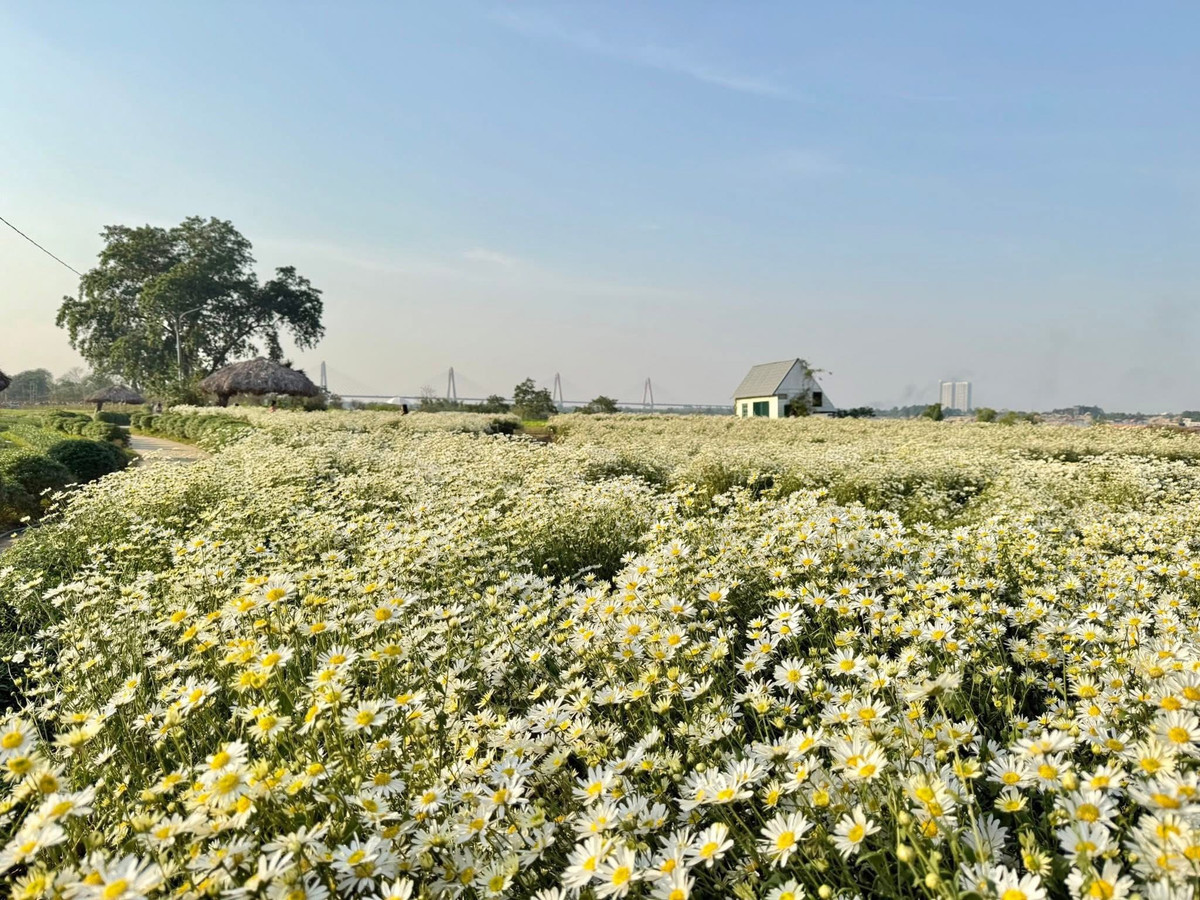 Từ đầu mùa, khu vườn rộng hàng hecta đã tấp nập du khách. Con đường dẫn vào bãi đá rộn ràng tiếng nói cười, từng tốp bạn trẻ, gia đình, cặp đôi xúng xính váy áo đến để “bắt trọn” khoảnh khắc hoa nở rộ. Ảnh Bãi đá sông Hồng