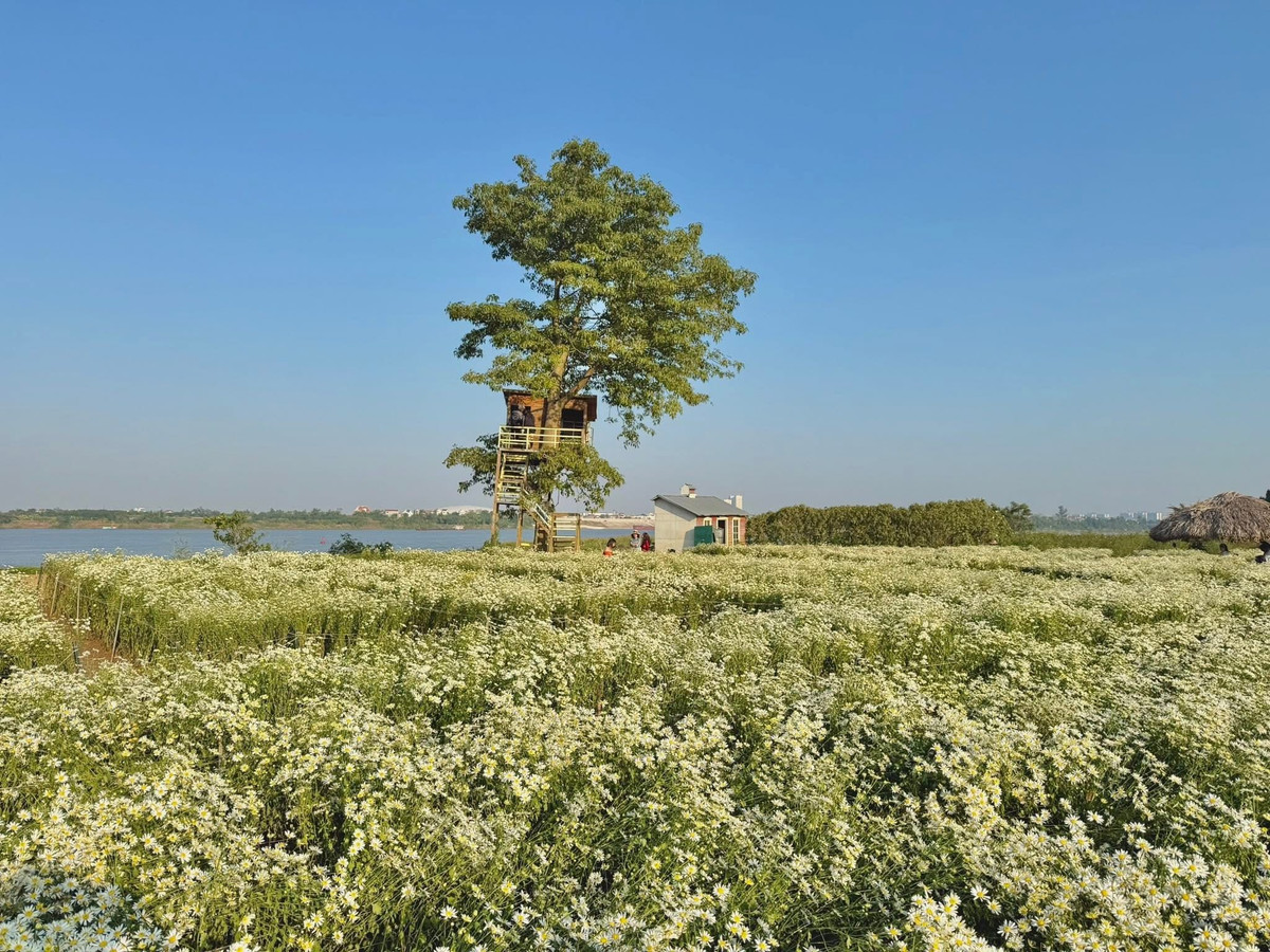 Khi mùa đông vừa chạm ngõ, vườn hoa ở bãi đá sông Hồng (phường Hồng Hà, Hà Nội) lại bước vào thời khắc đẹp nhất trong năm. Ảnh Bãi đá sông Hồng