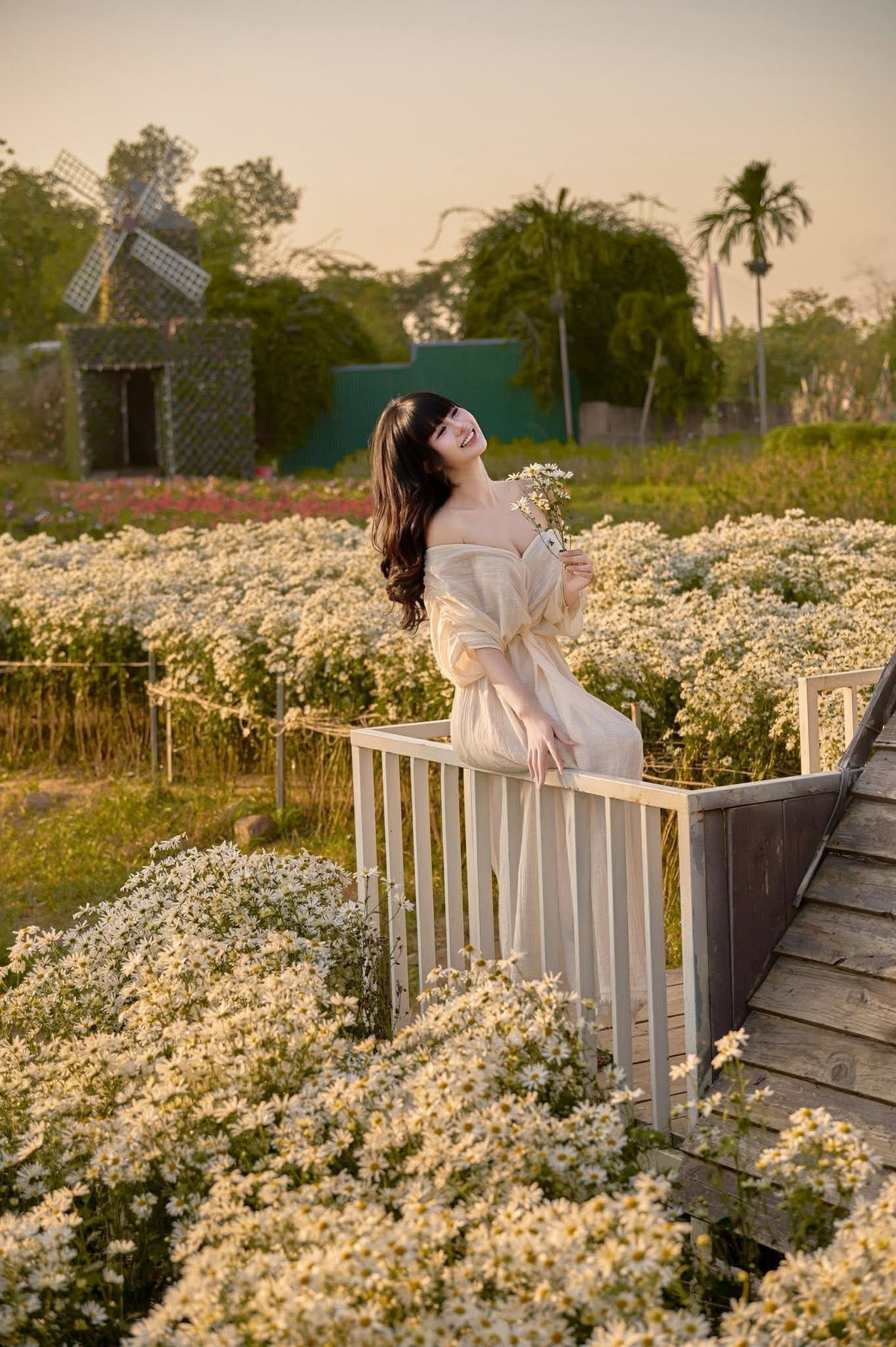 Cúc họa mi nở nhanh và tàn cũng nhanh, thường chỉ rộ trong vài tuần. Vì vậy, những khung giờ có ánh sáng dịu như 7–9h sáng hoặc 15–16h chiều luôn là lựa chọn lý tưởng. Nhiều nhóm trẻ đến từ khi mặt trời vừa ló để tranh thủ ánh nắng đầu ngày thời điểm cho ra những bức ảnh trong trẻo nhất. Ảnh Tàn Tuyết