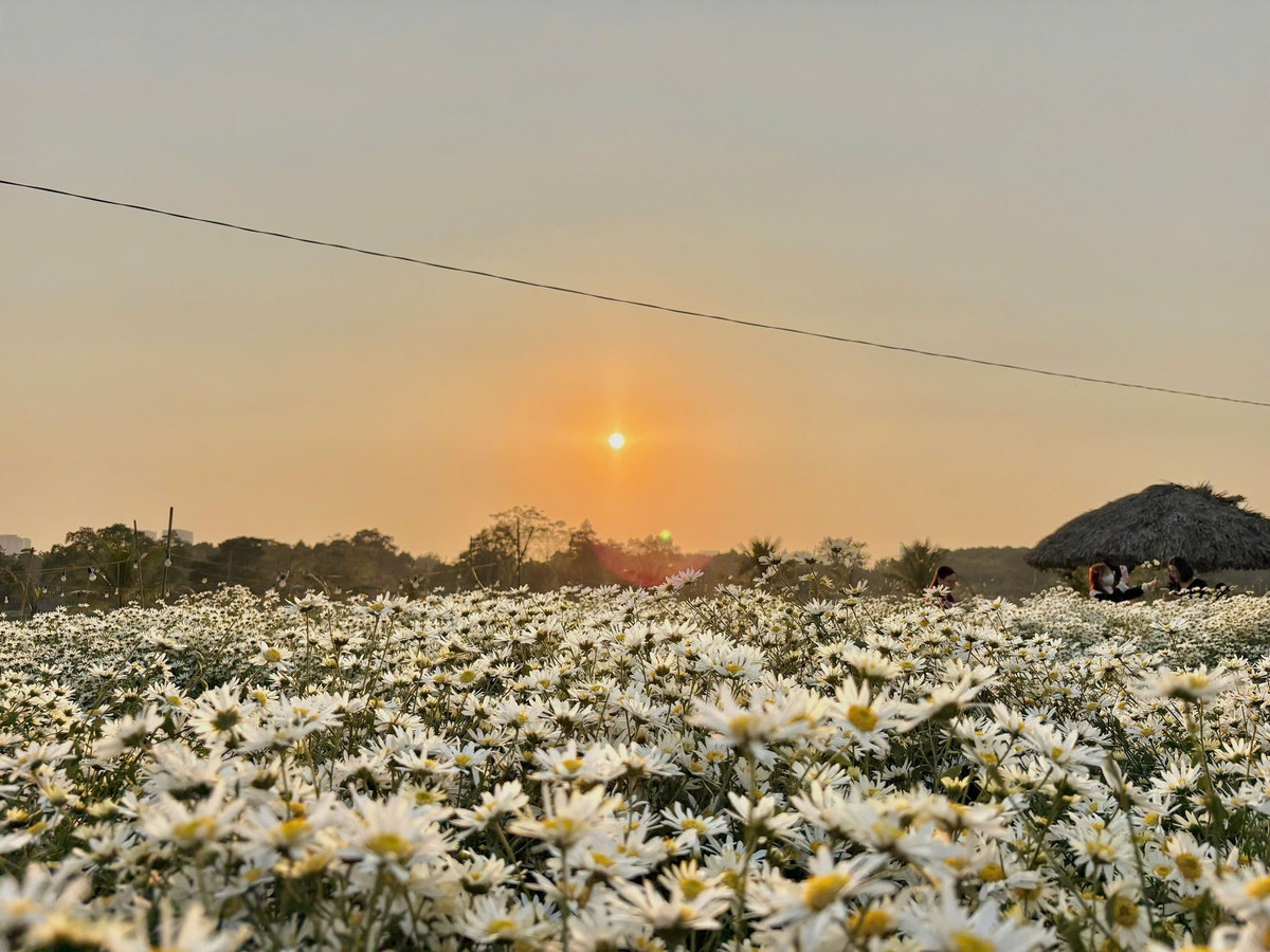 Những luống cúc phủ trắng một góc vườn, kết hợp nền cỏ xanh mướt và phông trời trong trẻo tạo nên bức tranh dịu mắt, rất hợp cho các bộ ảnh kỷ niệm đầu đông. Ảnh Bãi đá sông Hồng