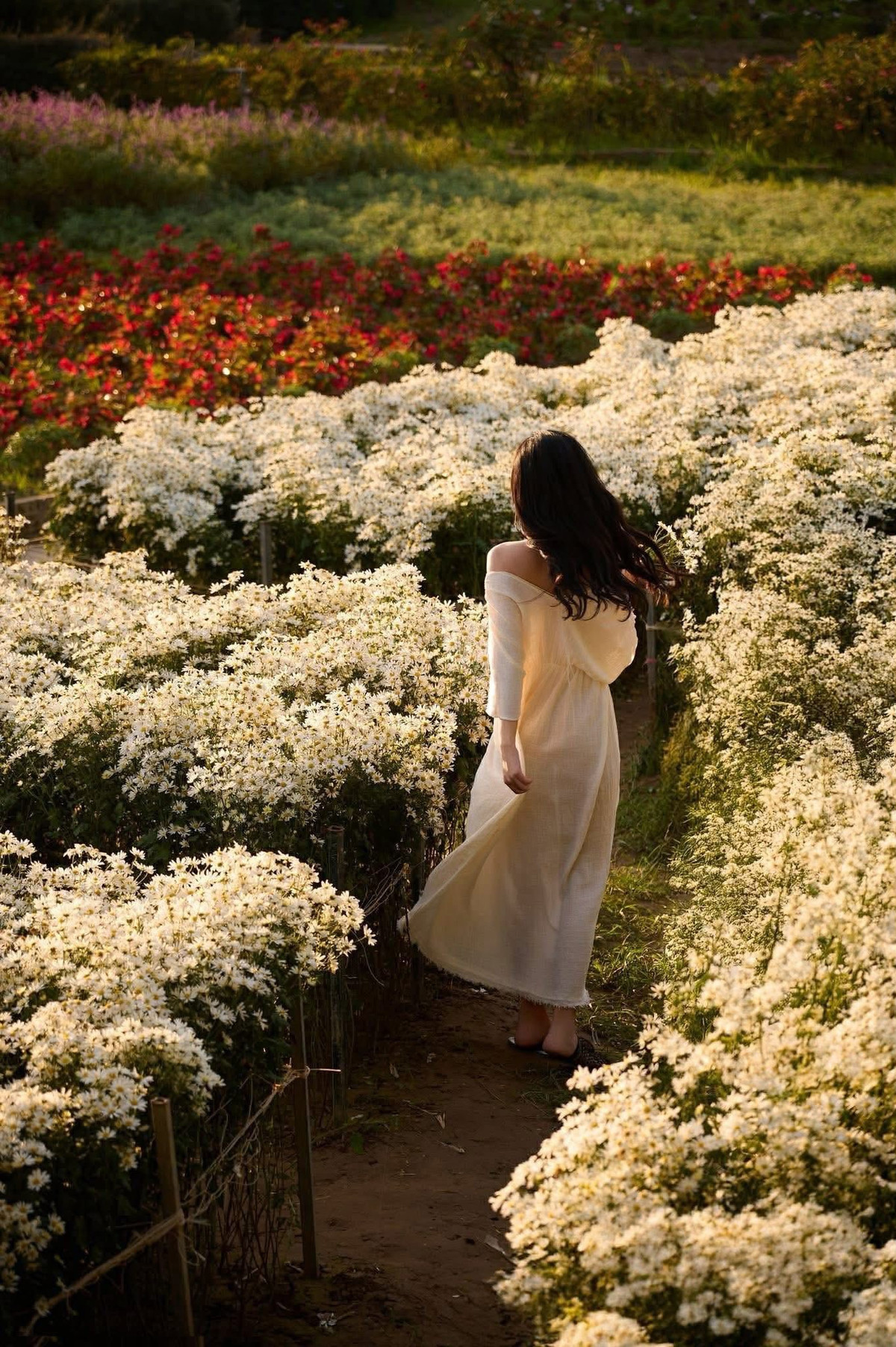 Được biết, giá vé vào cửa dao động 50.000–70.000 đồng mỗi người tùy khu vườn. Du khách muốn mua thêm hoa bó mang về có thể chọn mức giá tương tự, tùy theo kích cỡ và độ đẹp của hoa. Ngoài ra, nhiều nhiếp ảnh gia túc trực sẵn ngay trong vườn; mức giá cho một bộ ảnh hoàn chỉnh từ 500.000 đến 2.000.000 đồng tùy gói và thời gian chụp.Ảnh Tàn Tuyết