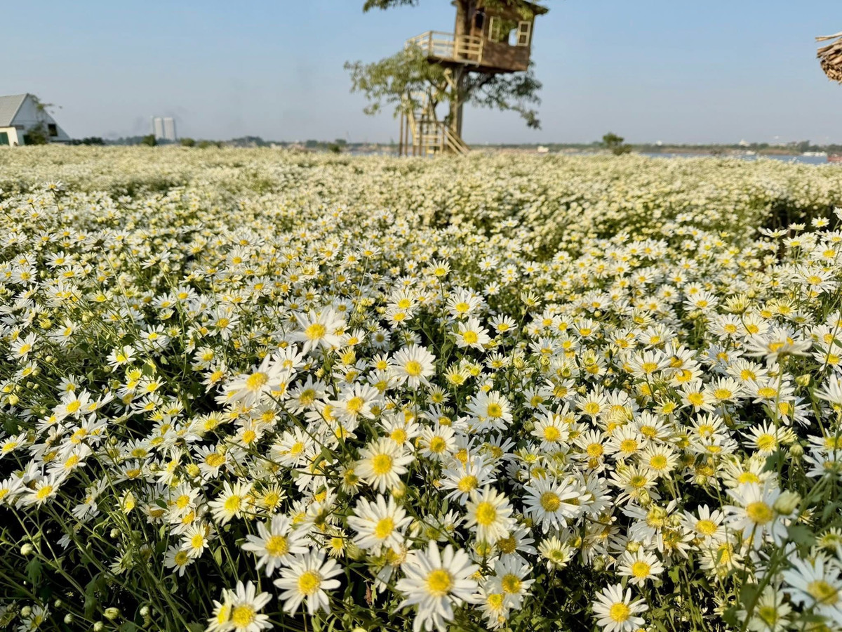 Chỉ cách trung tâm thành phố khoảng 10 km, khu vực này nhanh chóng trở thành điểm hẹn của những ai yêu sắc trắng mong manh của cúc họa mi – loài hoa nở ngắn ngày nhưng mang sức hút đặc biệt. Ảnh Bãi đá sông Hồng