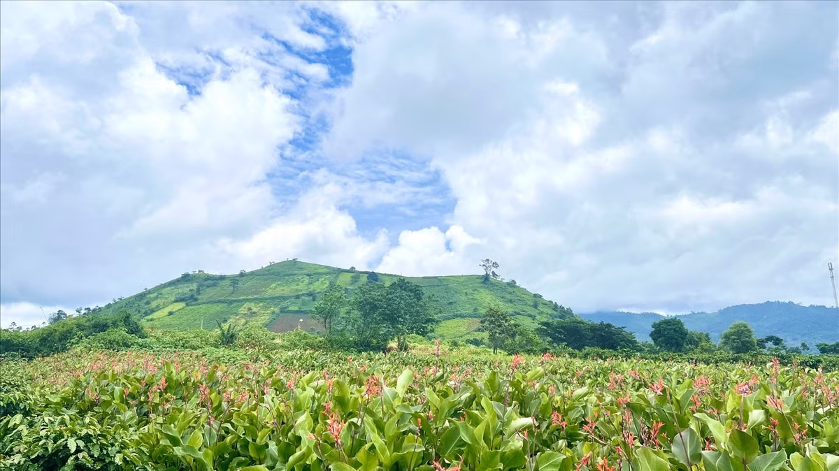 Đến cuối mùa, khi hoa dần tàn, người dân bước vào vụ thu hoạch củ dong riềng. Những củ dong được chế biến thành bột, sản xuất miến dong – sản phẩm nông nghiệp đặc trưng, gắn liền với thương hiệu núi lửa Chư Đăng Ya. Ảnh Trần Hiền
