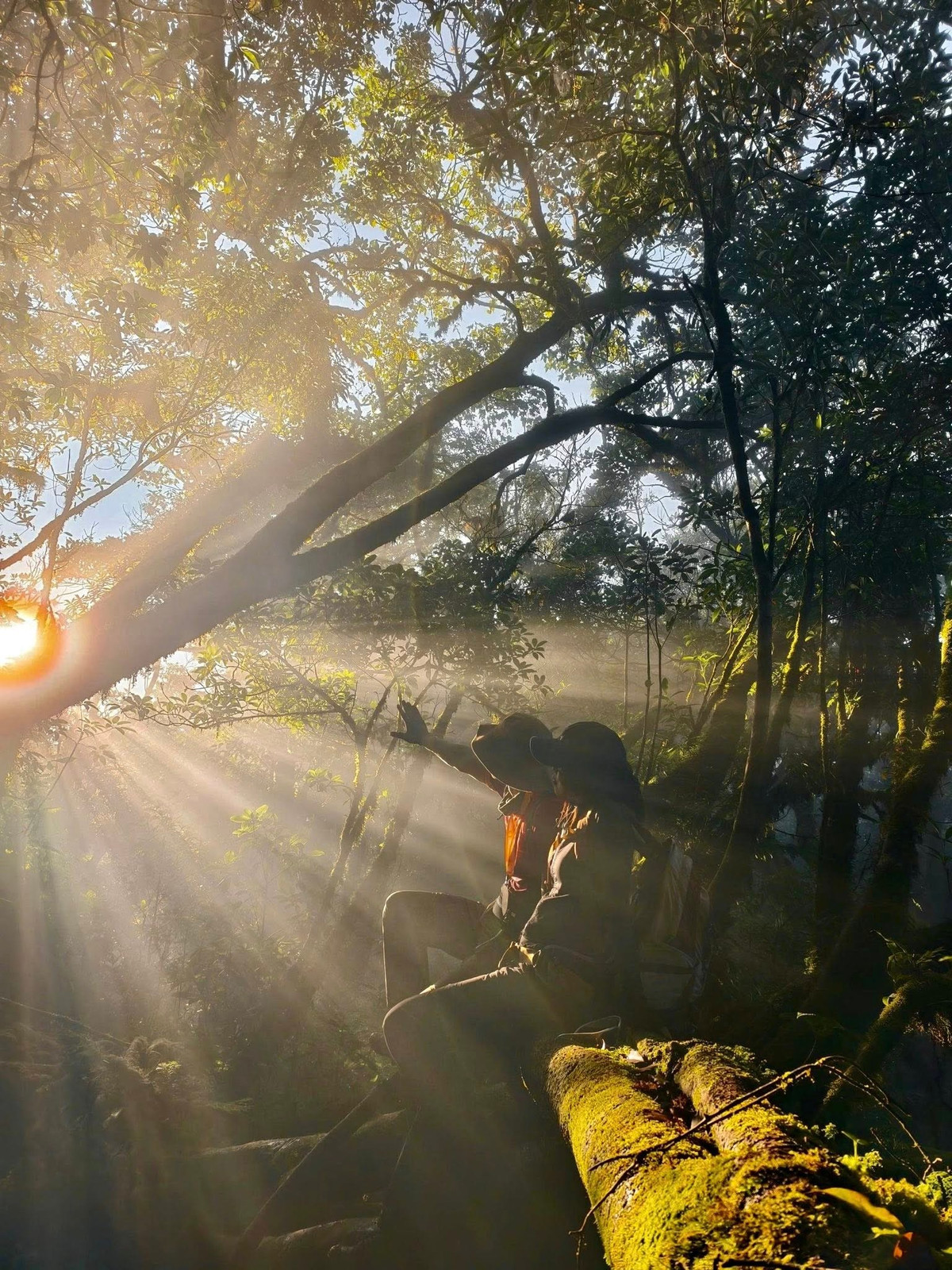 Khu rừng rêu cổ thụ nằm ở độ cao khoảng 2.000m là điểm nhấn đặc biệt nhất của hành trình. Rêu phủ dày đặc từ thân cây đến rễ, bao quanh cả những tảng đá lớn, tạo thành một không gian tĩnh lặng, xanh mướt. Ảnh Back In Nature Vietnam