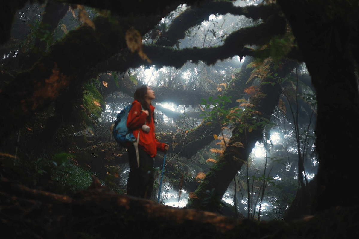 Phu Sa Phìn cao 2.868m là ngọn núi cao nhất trong dãy Tà Xùa, nơi nổi tiếng với “sống lưng khủng long” và những biển mây bồng bềnh như cõi tiên. Cảnh quan nơi đây là sự hòa quyện tuyệt đẹp giữa núi non, mây trời và rừng nguyên sinh. Ảnh Nô Outdoor