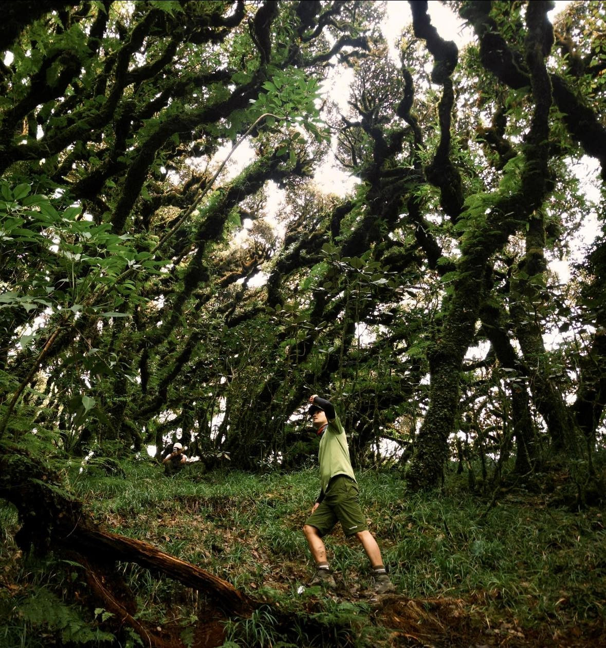 Khi bình minh hoặc hoàng hôn buông xuống, ánh sáng dịu nhẹ rọi qua tán cây khiến cả khu rừng sáng bừng lên trong sắc vàng óng ả, mang đến cảm giác như bước vào thế giới cổ tích giữa đời thực. Nhiều du khách chia sẻ, chỉ cần dừng lại vài phút ở khu rừng rêu, lắng nghe tiếng gió và chim rừng, mọi mệt nhọc của hành trình đều tan biến. Ảnh Back In Nature Vietnam