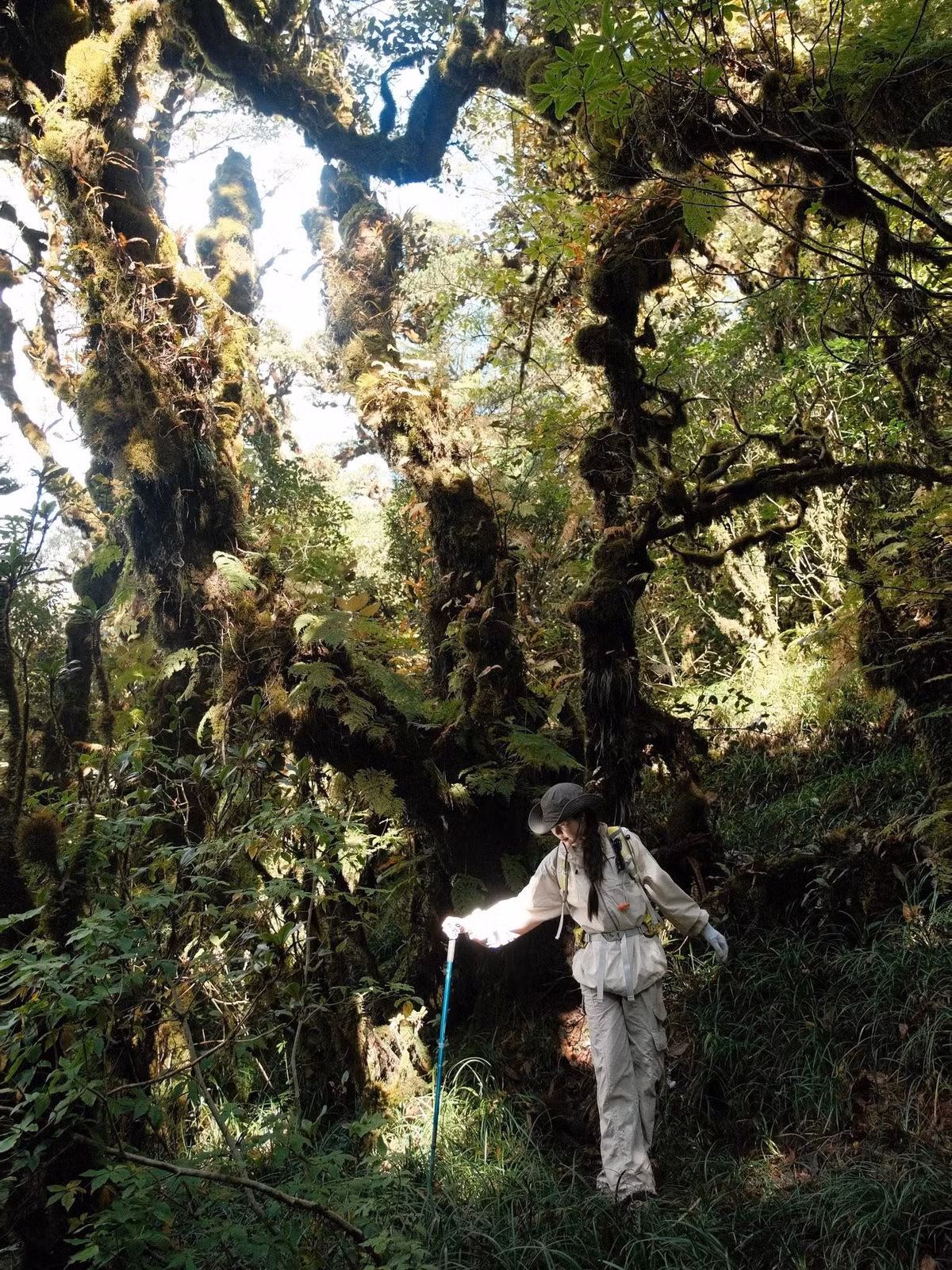 Trên đường lên đỉnh, du khách đi qua những tán cây cổ thụ hàng trăm năm tuổi, tận hưởng mùi rừng ẩm, tiếng chim và cảnh quan hùng vĩ của rừng nguyên sinh. Mỗi bước chân là cơ hội cảm nhận vẻ đẹp hoang sơ của núi rừng Tây Bắc, từ biển mây bồng bềnh đến núi non trùng điệp. Ảnh Huyen Anh