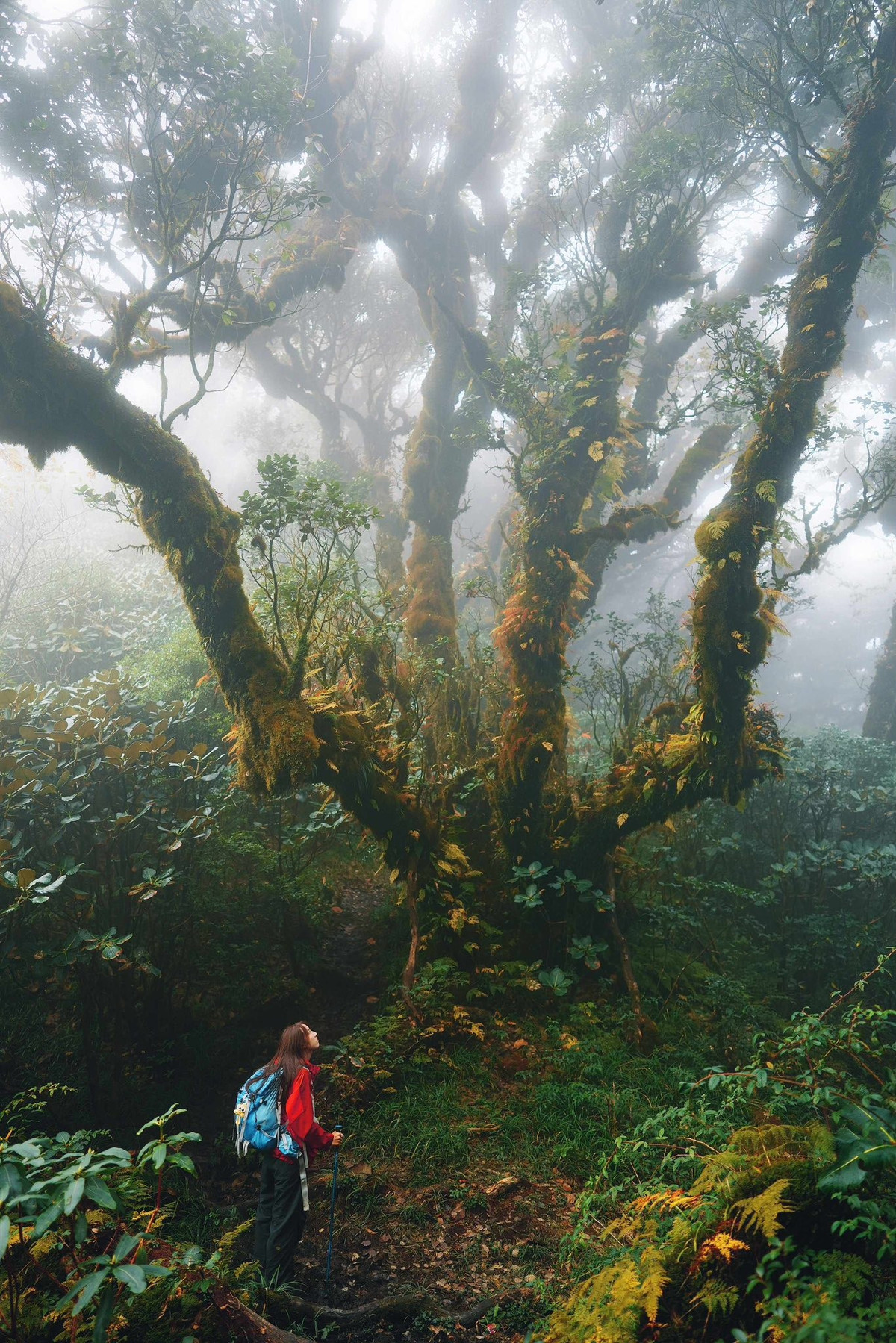 Dù chọn hướng nào, du khách cũng sẽ được trải nghiệm cảm giác đi xuyên rừng già, cảm nhận sự chuyển mình của thiên nhiên theo từng độ cao từ những tầng lá rậm rạp dưới chân núi đến biển mây trắng xóa phía trên. Ảnh Nô Outdoor