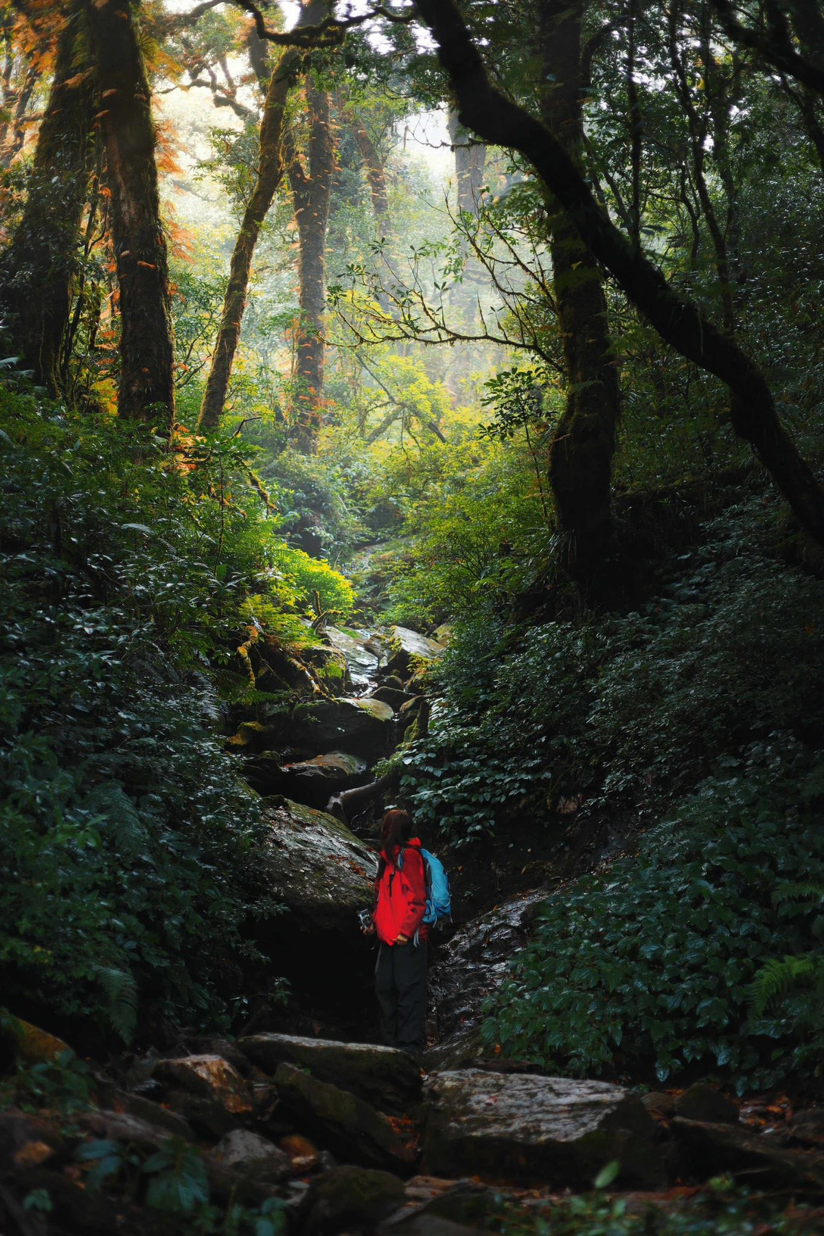 Trên đường trekking, du khách dễ dàng bắt gặp những tán cây cổ thụ hàng trăm năm tuổi như dẻ, đỗ quyên, táo gai... phủ kín rêu xanh. Khi ánh mặt trời rọi xuyên qua tán lá, những lớp rêu ánh lên màu vàng mật ong lấp lánh, tạo nên khung cảnh vừa mộng mị vừa cổ kính. Ảnh Nô Outdoor