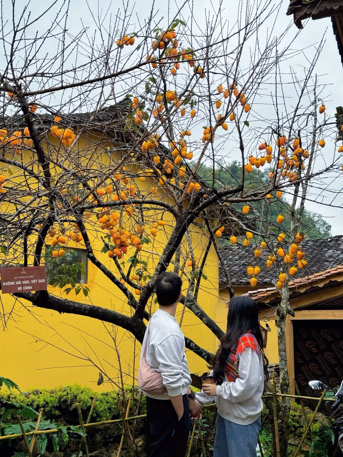 Những ngày cuối tuần gần đây, đặc biệt vào mùa lễ hội hoa tam giác mạch, cảnh xếp hàng dưới gốc hồng đã trở thành hình ảnh quen thuộc. Từ sáng sớm đến chiều muộn, hàng dài du khách đứng chờ thứ tự, người chỉnh máy ảnh, người tranh thủ tạo dáng thật nhanh để không làm gián đoạn dòng khách phía sau. Nhiều thời điểm, đoạn đường nhỏ trước homestay bị ùn lại vì quá đông người.