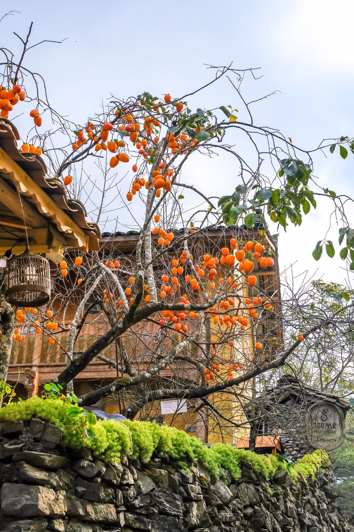 Sắc vàng óng của tường trình đất, mái ngói âm dương cổ kính và một gốc hồng trĩu quả giữa sân nhà người dân đang tạo nên “tọa độ sống ảo” gây sốt ở Lô Lô Chải – ngôi làng được vinh danh làng du lịch tốt nhất thế giới năm 2025. Ảnh Tí Lầu