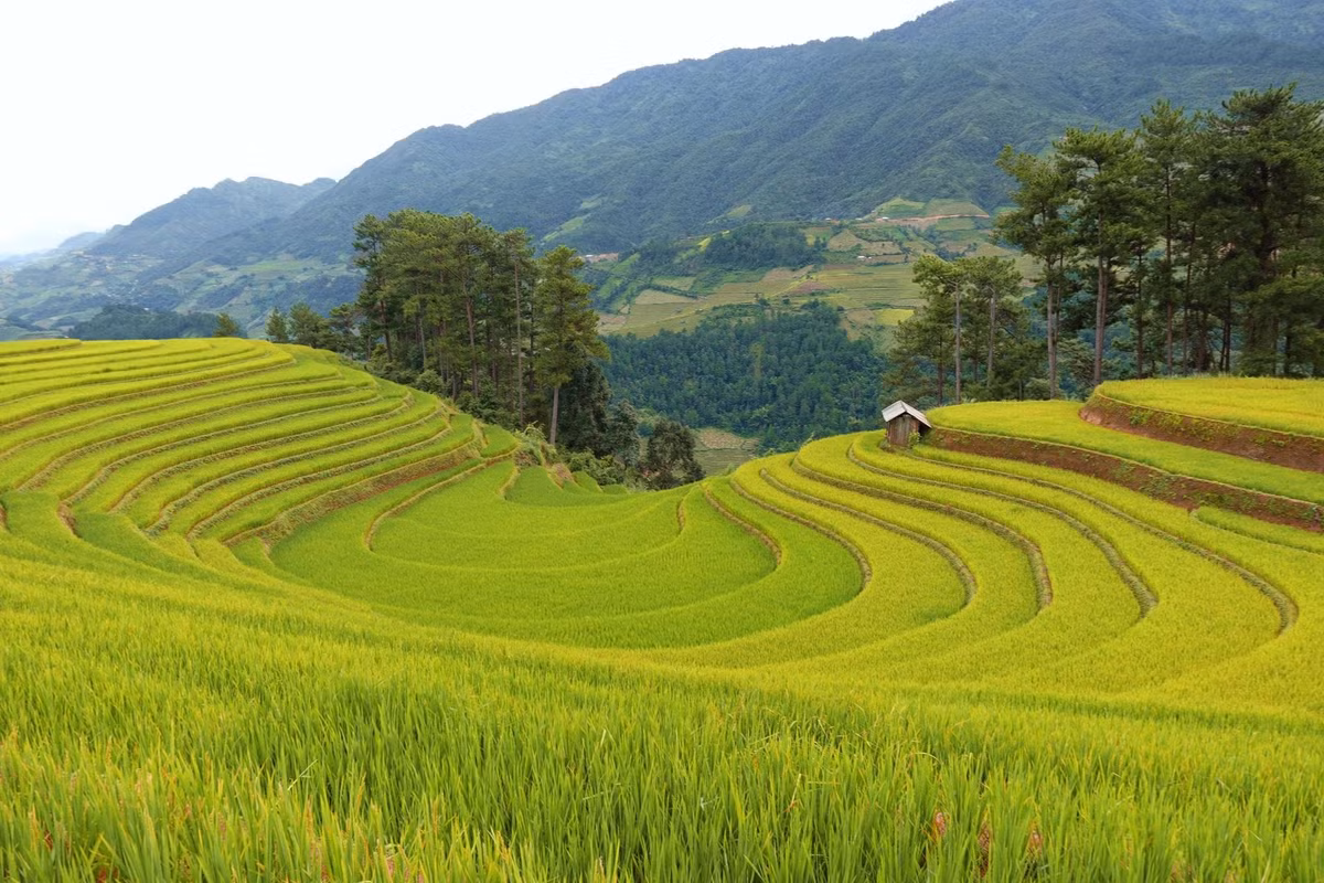 Ánh sáng buổi bình minh hay hoàng hôn chiếu xuống từng tầng lúa, tạo ra hiệu ứng như những tấm gương phản chiếu bầu trời, mang đến khung cảnh vừa huyền bí, vừa thơ mộng. Ảnh Tran Thuy