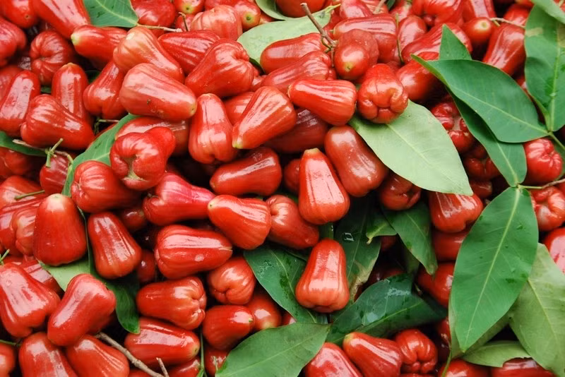 Không chỉ là món ăn gắn liền với ký ức tuổi thơ, quả roi (còn gọi là mận nước hoặc trâm bầu) từ lâu đã là loại trái cây quen thuộc của vùng nhiệt đới. Với phần thịt mọng nước, vị ngọt nhẹ, giòn tan và hương thơm dịu, roi dễ dàng chinh phục cả những thực khách khó tính. Ảnh minh hoạ