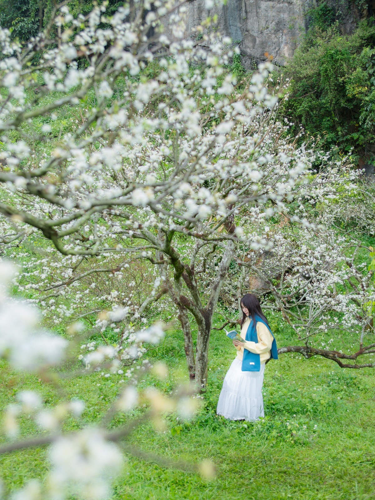 Những ngày đầu xuân, vùng cao Sơn La ngập tràn sắc trắng tinh khôi của hoa mận, hoa mơ. Nổi bật là các thung lũng mận Mu Náu, Nà Ka thuộc Mộc Châu, cùng những đồi mận ở Chiềng Cọ và Chiềng Đen (Sơn La). Hàng nghìn cây mận đồng loạt bung nở, phủ trắng sườn đồi, thung lũng, tạo nên khung cảnh mê hoặc lòng người. Ảnh Đi trốn không