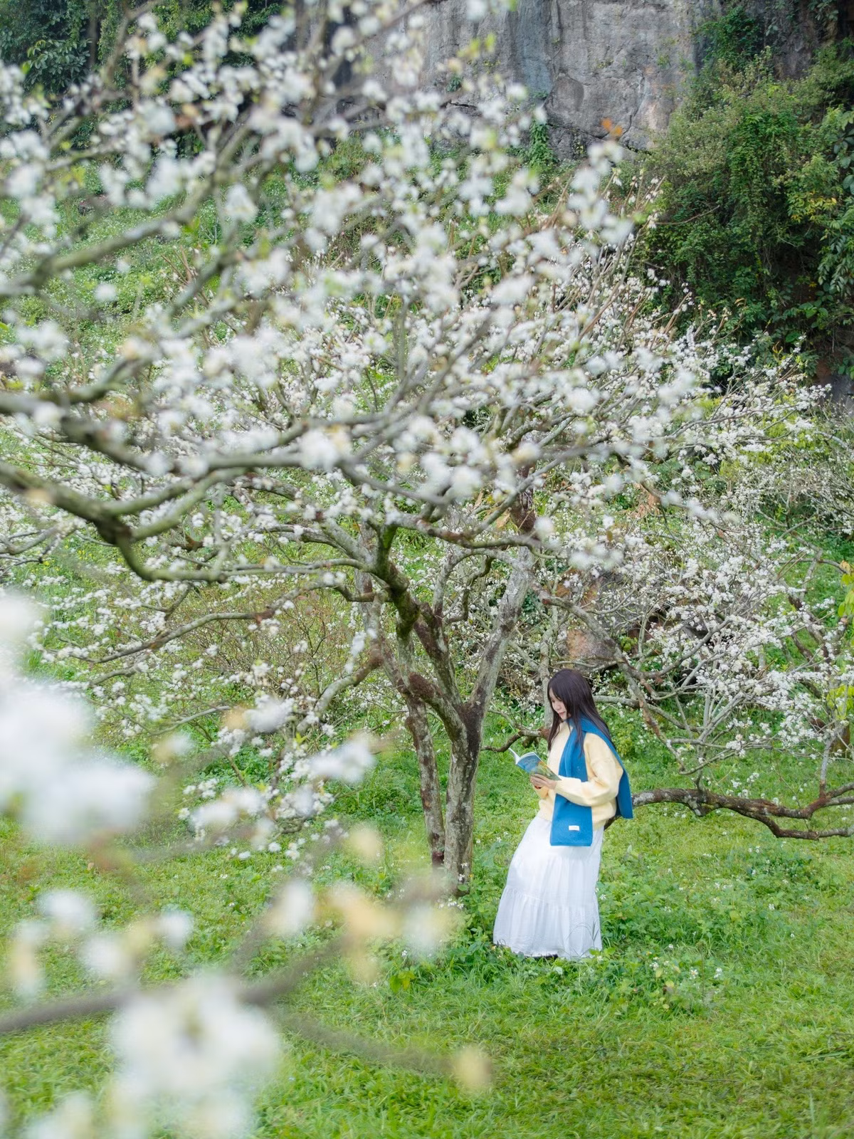 Những ngày đầu xuân, vùng cao Sơn La ngập tràn sắc trắng tinh khôi của hoa mận, hoa mơ. Nổi bật là các thung lũng mận Mu Náu, Nà Ka thuộc Mộc Châu, cùng những đồi mận ở Chiềng Cọ và Chiềng Đen (Sơn La). Hàng nghìn cây mận đồng loạt bung nở, phủ trắng sườn đồi, thung lũng, tạo nên khung cảnh mê hoặc lòng người. Ảnh Đi trốn không