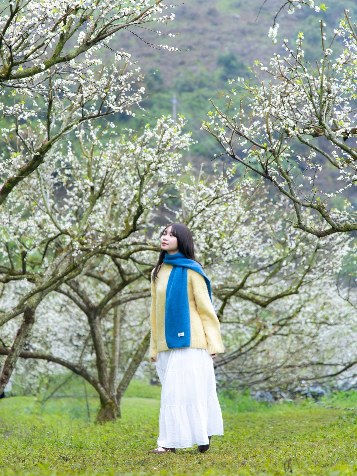 Song hành với hoa mận là mùa hoa sơn tra (táo mèo) - loài cây đặc hữu của Tây Bắc. Từ tháng 2 đến tháng 3, hoa sơn tra nở trắng khắp bìa rừng, triền núi, tập trung nhiều tại bản Nậm Nghiệp, xã Ngọc Chiến. Ảnh Đi trốn không