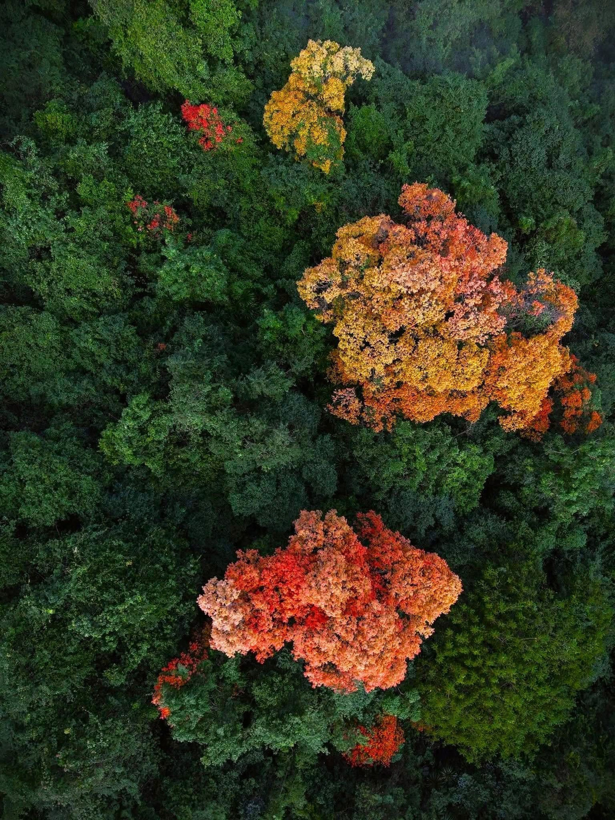 Du khách không cần phải đi quá sâu vào rừng rậm vẫn có thể chiêm ngưỡng vẻ đẹp này. Ngay tại khu vực km 0 trên tuyến đường 20 Quyết Thắng, nhiều tán Trường Nhãn đã bắt đầu chuyển màu, thuận tiện cho việc dừng chân, chụp ảnh và cảm nhận không khí giao mùa. Đây cũng là cung đường được nhiều du khách lựa chọn khi tham quan Phong Nha – Kẻ Bàng dịp cuối năm. Ảnh J.B