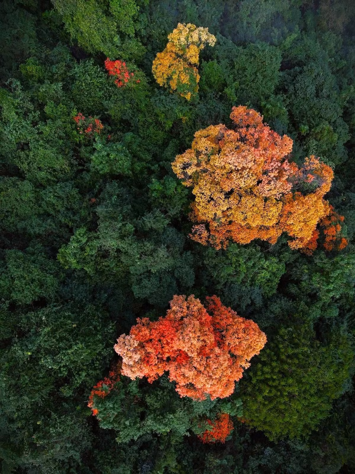 Du khách không cần phải đi quá sâu vào rừng rậm vẫn có thể chiêm ngưỡng vẻ đẹp này. Ngay tại khu vực km 0 trên tuyến đường 20 Quyết Thắng, nhiều tán Trường Nhãn đã bắt đầu chuyển màu, thuận tiện cho việc dừng chân, chụp ảnh và cảm nhận không khí giao mùa. Đây cũng là cung đường được nhiều du khách lựa chọn khi tham quan Phong Nha – Kẻ Bàng dịp cuối năm. Ảnh J.B