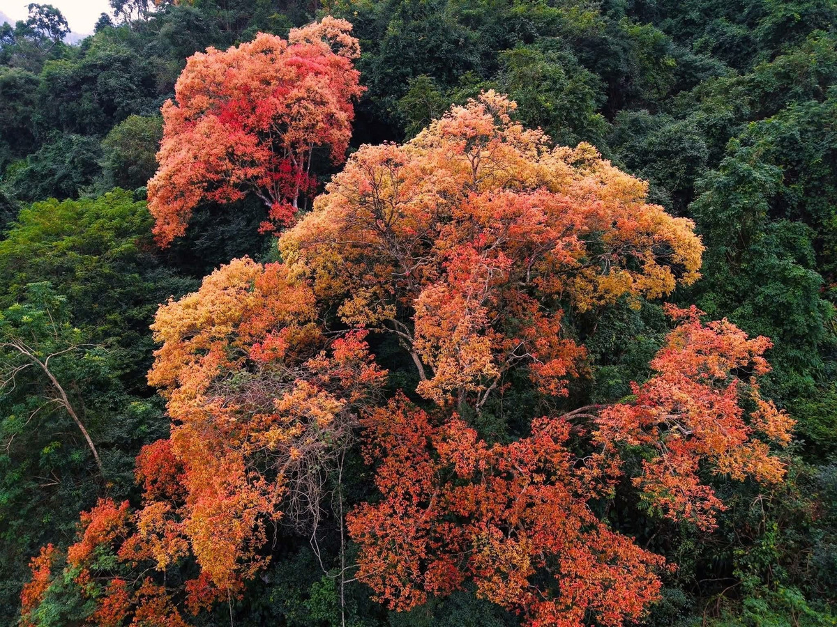 Tên gọi Trường Nhãn bắt nguồn từ đặc điểm hình thái độc đáo của loài cây. Thân cây thuộc nhóm gỗ lớn, rễ bạnh chắc khỏe, thích nghi với môi trường rừng mưa nhiệt đới. Trong khi đó, phần tán lá lại xòe rộng, mềm mại, gợi liên tưởng đến cây nhãn quen thuộc trong vườn nhà. Sự hòa trộn giữa dáng dấp rừng già và nét gần gũi đời thường khiến Trường Nhãn trở thành loài cây vừa lạ vừa quen. Ảnh J.B