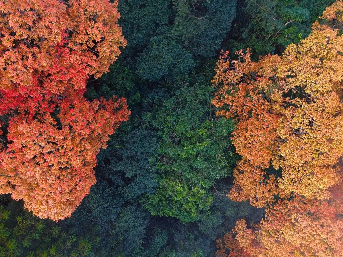 Với những ai yêu thích du lịch trải nghiệm, mùa Trường Nhãn thay lá là thời điểm lý tưởng để kết hợp các hành trình khám phá thiên nhiên. Những tuyến trekking xuyên vùng lõi vườn quốc gia, hành trình chinh phục hang Pygmy, hang Hổ hay hang Over đưa du khách đi dưới những tán cổ thụ hàng trăm năm tuổi, tận mắt chứng kiến sự biến đổi của rừng già ở cự ly gần. Ảnh J.B
