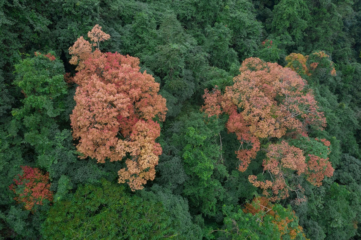 Thời tiết Phong Nha – Kẻ Bàng giai đoạn này khá dễ chịu, nhiệt độ mát mẻ, phù hợp cho các hoạt động đi bộ đường dài, cắm trại và săn ảnh thiên nhiên. Giữa không gian tĩnh lặng của núi rừng, sắc lá Trường Nhãn trở thành điểm nhấn đặc biệt, mang đến cảm giác yên bình và thư thái. Ảnh Jungle Boss