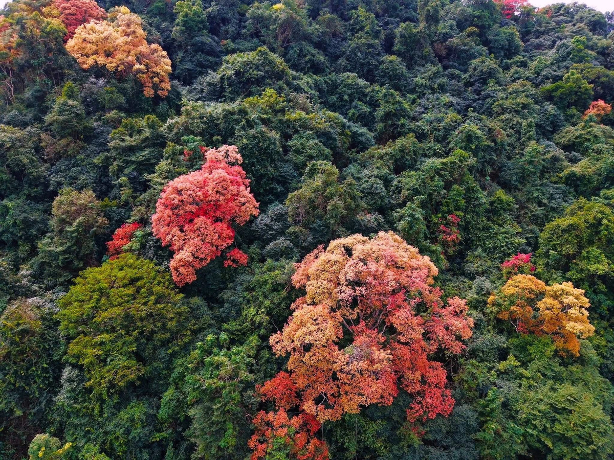 Với người dân địa phương, Trường Nhãn từ lâu được xem là “cây báo Tết”. Khi những tán lá bắt đầu rực màu cũng là lúc không khí xuân lan tỏa khắp núi rừng. Sự thay đổi âm thầm nhưng rõ rệt của loài cây này gắn liền với nhịp sống vùng di sản, trở thành dấu mốc quen thuộc mỗi độ cuối năm. Ảnh J.B