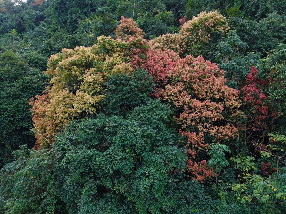 Không cần đến lễ hội hay tiểu cảnh nhân tạo, chính những cánh rừng đang “thay áo” đã tạo nên nét chào xuân rất riêng của Phong Nha – Kẻ Bàng. Với du khách, đây không chỉ là chuyến đi ngắm cảnh, mà còn là dịp để cảm nhận nhịp chuyển mình nhẹ nhàng của thiên nhiên trong những ngày cuối năm. Ảnh Jungle Boss