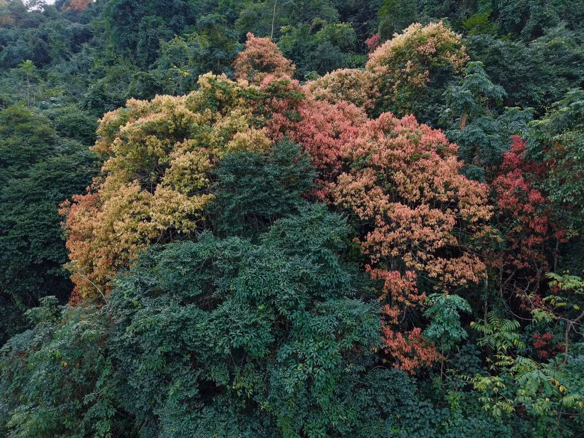 Không cần đến lễ hội hay tiểu cảnh nhân tạo, chính những cánh rừng đang “thay áo” đã tạo nên nét chào xuân rất riêng của Phong Nha – Kẻ Bàng. Với du khách, đây không chỉ là chuyến đi ngắm cảnh, mà còn là dịp để cảm nhận nhịp chuyển mình nhẹ nhàng của thiên nhiên trong những ngày cuối năm. Ảnh Jungle Boss
