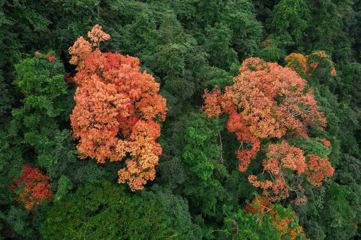 Những tán lá non ban đầu mang sắc đỏ nhạt, sau đó chuyển sang hồng tím, rồi bừng sáng với gam vàng trước khi trở lại màu xanh lục. Sự chuyển sắc theo từng tầng, từng cụm cây tạo nên bức tranh thiên nhiên nhiều lớp màu, biến rừng Phong Nha thành không gian giao mùa hiếm gặp. Ảnh J.B
