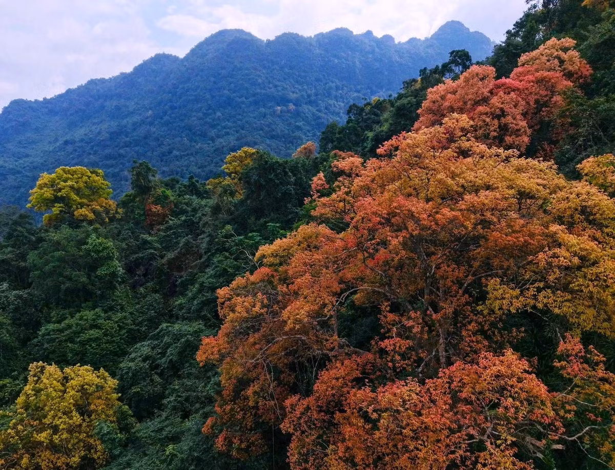 Trường Nhãn thường mọc thành cụm, phân bố ở tầng trung và tầng cao của rừng. Khi bước vào mùa thay lá, cả mảng rừng xuất hiện những “đốm màu” rực rỡ, nổi bật trên nền xanh thẫm của đại ngàn. Từ xa nhìn lại, những tán cây đỏ vàng xen kẽ như thắp sáng không gian rừng nguyên sinh. Ảnh J.B