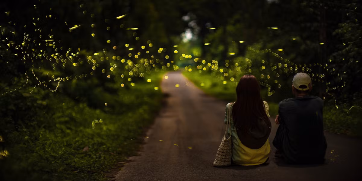 Tham gia vào tour khám phá Cúc Phương vào mùa đom đóm, du khách sẽ có cơ hội dạo bước trong rừng vào ban đêm, khi không gian hoàn toàn tĩnh lặng, chỉ còn lại âm thanh của thiên nhiên và ánh sáng mờ ảo từ những đốm sáng bay lượn xung quanh. Ảnh Nguyễn Hồng Nhật