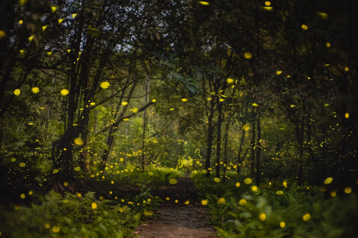 Những con đom đóm, với cơ thể phát sáng nhấp nháy, tạo nên một cảnh tượng lung linh, huyền ảo giữa không gian tĩnh mịch của rừng nhiệt đới. Ánh sáng ấy không chỉ là điểm nhấn tuyệt đẹp trong màn đêm mà còn là một phần quan trọng trong chu kỳ sống của chúng, khi chúng tìm bạn tình và giao phối. Ảnh Nguyễn Hồng Nhật
