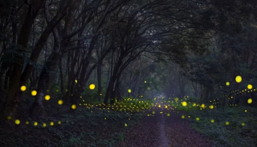 Mùa đom đóm ở Cúc Phương mang đến cho du khách một trải nghiệm không thể nào quên. Đó là một buổi tối huyền bí giữa lòng rừng, nơi mà mỗi bước chân, mỗi hơi thở đều hòa cùng nhịp điệu thiên nhiên. Cảnh sắc của rừng Cúc Phương mùa đom đóm không chỉ đẹp mà còn rất đỗi thơ mộng, giống như một câu chuyện cổ tích mà mỗi du khách đều có thể bước vào và trải nghiệm. Ảnh Vườn quốc gia
