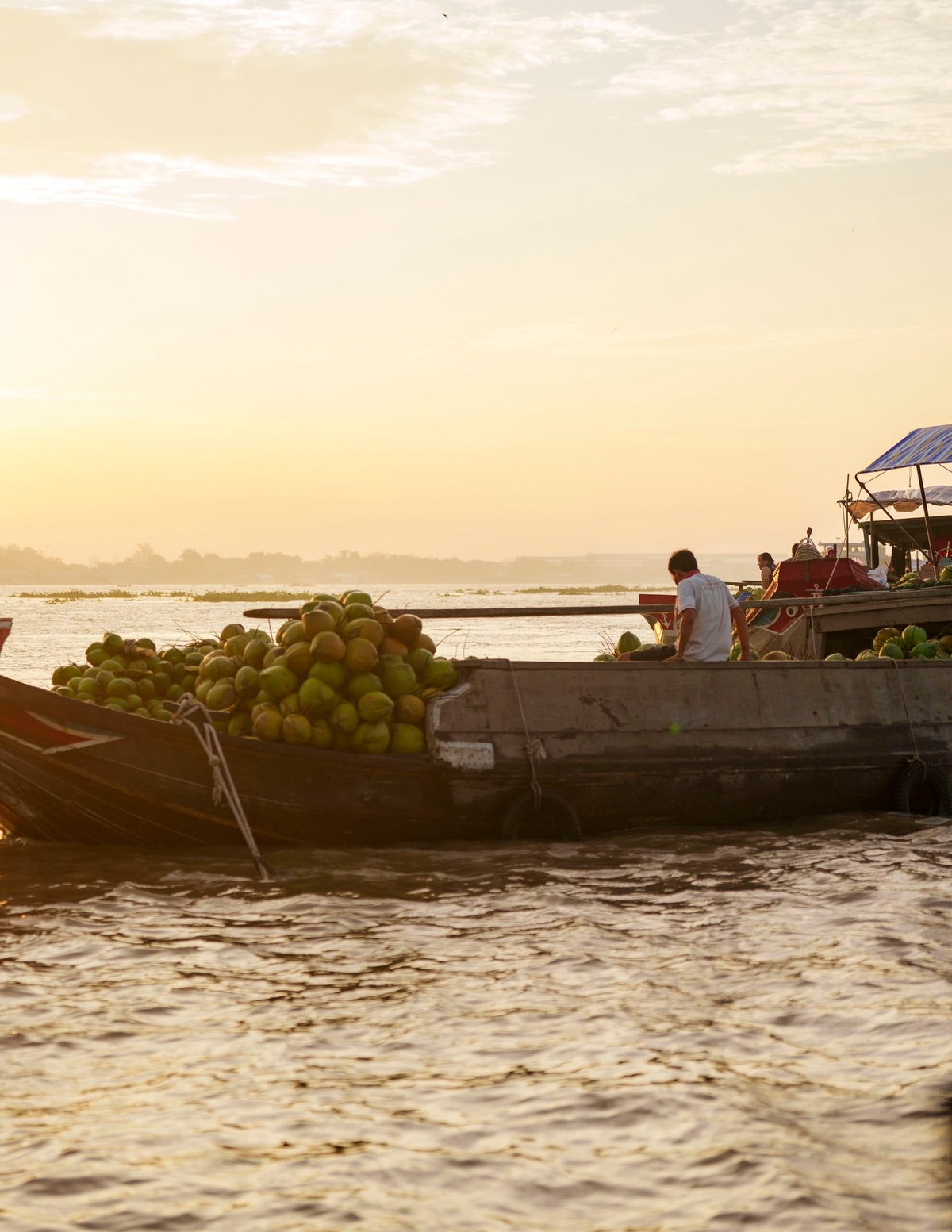 Ngoài tham quan và trải nghiệm sinh hoạt chợ nổi, du khách còn có thể mua trái cây miền Tây làm quà. Những loại trái cây tươi như bưởi, xoài, mận, dừa… được thu hoạch trong ngày, giá cả phải chăng, mang đậm hương vị miệt vườn. Để ra chợ nổi, du khách có thể thuê đò với mức giá khoảng 100.000 đồng/người, xuất phát từ bến gần phà Ô Môi.
