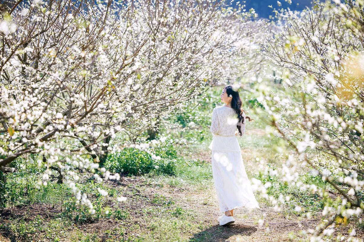 Với những ai yêu thiên nhiên và muốn tìm kiếm những trải nghiệm độc đáo, Mộc Châu cuối năm thực sự là điểm đến lý tưởng. Hãy lên kế hoạch và tận hưởng cao nguyên trắng muốt, ngọt ngào trong tiết trời se lạnh, để những khoảnh khắc ở Mộc Châu trở thành ký ức khó quên. Ảnh Lê Hải