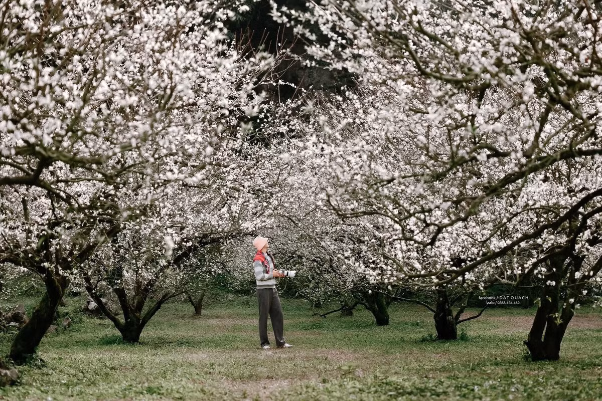 Bên cạnh tham quan, nhiều du khách còn lựa chọn ghi lại hình ảnh trên các đồi chè xanh mướt, những con đường bản làng quanh co hay bên khung cảnh mận trắng phủ đầy thung lũng, tạo nên những bức ảnh sống ảo không thể bỏ qua. Ảnh Datquach