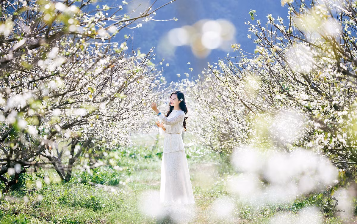 Mỗi mùa hoa là một trải nghiệm riêng, nhưng hoa mận trái mùa với sự hiếm có, nhanh tàn lại mang đến cảm giác quý giá và đáng nhớ hơn cả. Ảnh Lê Hải