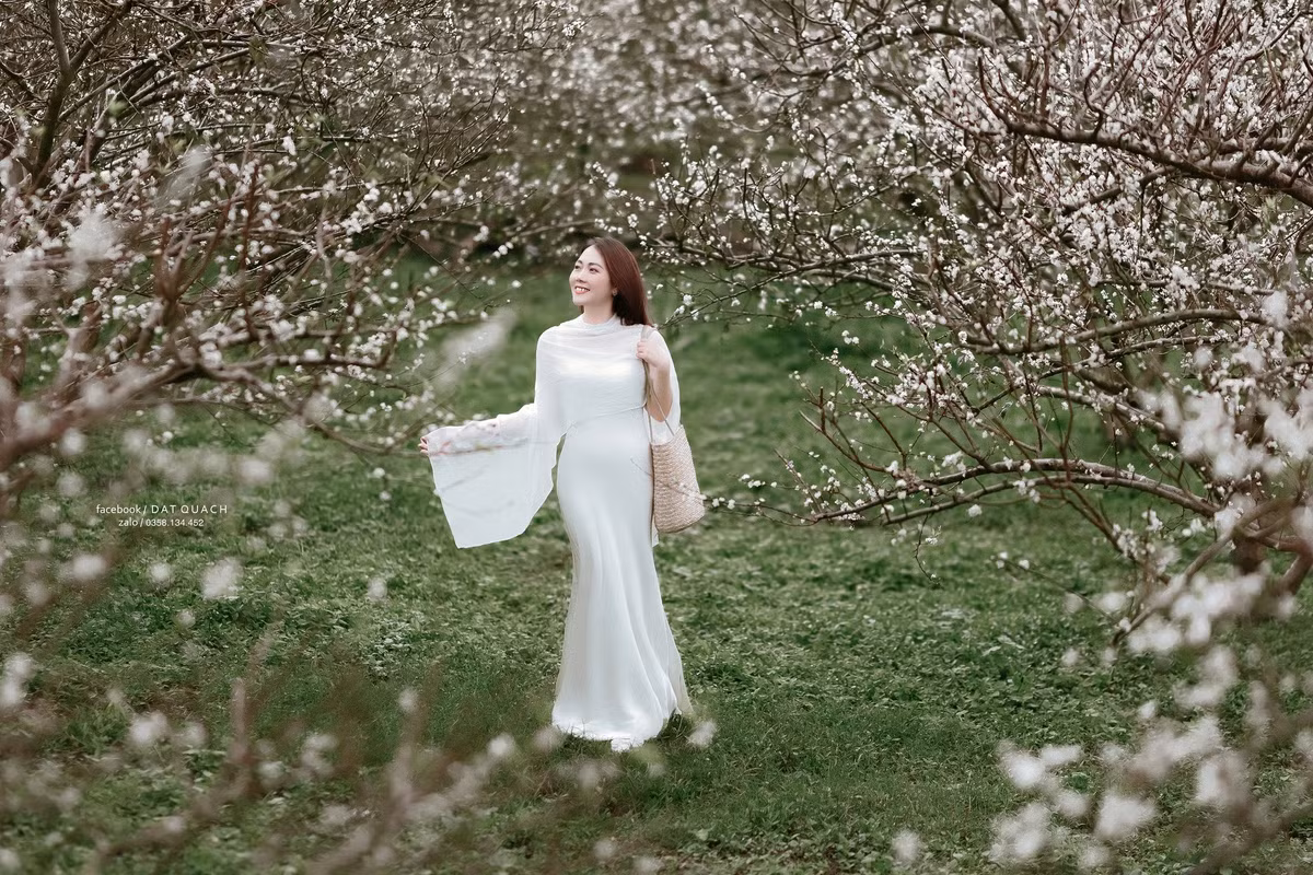 Du khách muốn chiêm ngưỡng khung cảnh này có thể ghé qua các điểm nổi bật như thung lũng mận Mu Náu, thung lũng mận Vân Hồ ở bản Thông Cuông,… Ảnh DatQuach