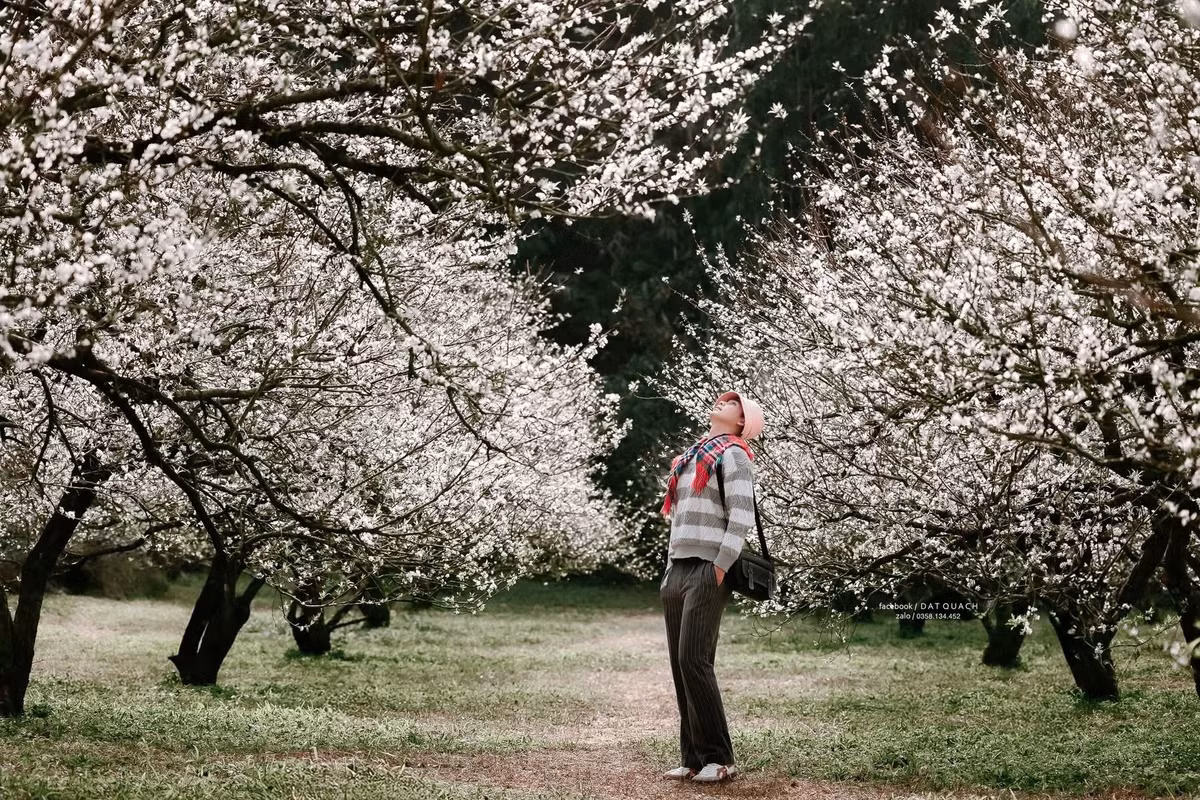 Những bông hoa nhỏ li ti, trắng muốt, như phủ lên thung lũng một lớp sương mỏng, khiến cả vùng cao nguyên trở nên thơ mộng, dịu dàng. Ảnh DatQuach
