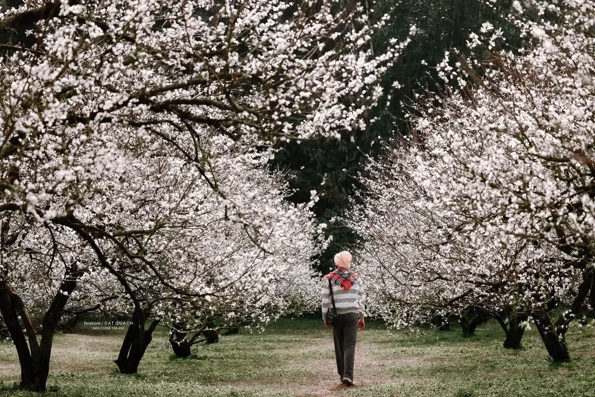 Thông thường, hoa mận nở rộ từ tháng 1 đến hết tháng 2, nhưng những vườn mận trái mùa lại hé nở sớm hơn vài tháng, tạo nên khung cảnh hiếm gặp giữa tiết trời cuối đông. Ảnh DatQuach