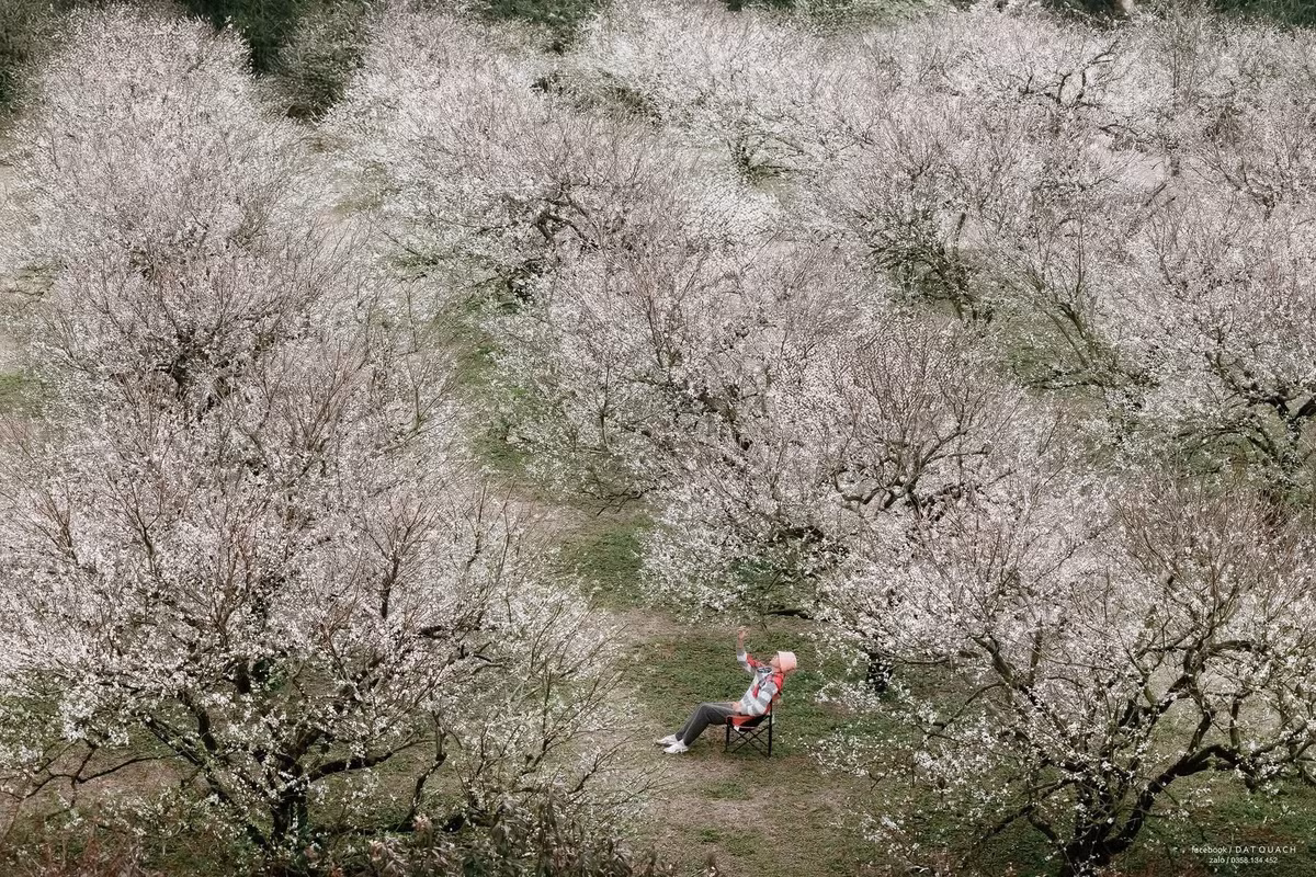 Cao nguyên Mộc Châu (Sơn La) vốn nổi tiếng với cảnh sắc thiên nhiên bốn mùa đẹp như tranh, nhưng vào cuối năm, nơi đây lại mang một vẻ đẹp đặc biệt khiến du khách không thể bỏ qua: sắc trắng tinh khôi của hoa mận trái mùa. Ảnh DatQuach