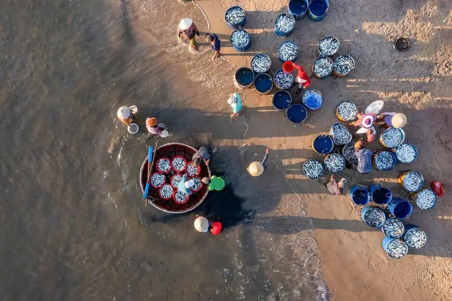 Ngoài vẻ đẹp tự nhiên, du khách ghé Tam Tiến còn có cơ hội thưởng thức hải sản tươi ngon ngay tại chỗ với giá rất phải chăng. Những con mực còn ánh tím, cá vừa nhảy khỏi rổ, hay ghẹ biển chắc thịt được chế biến đơn giản nhưng giữ nguyên hương vị biển mặn mòi. Ảnh Nguyễn Cường