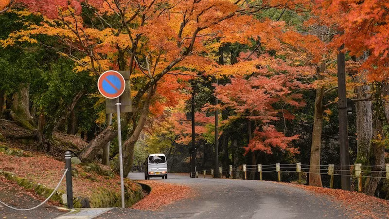 Tại Tokyo, du khách có thể dạo bước dưới hàng ngân hạnh vàng rực ở đại lộ Icho Namiki hay công viên Shinjuku Gyoen. Ở Kyoto, những ngôi chùa cổ như Kiyomizu-dera, Eikando, hay khu Arashiyama trở thành bức tranh thu hoàn hảo, thu hút hàng nghìn khách ghé thăm mỗi ngày. Ngoài ra, Osaka, Hokkaido, Fukuoka cũng đang vào độ rực rỡ nhất. Ảnh MIA
