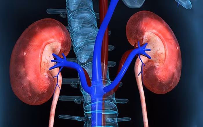 Thận là cơ quan quan trọng trong cơ thể, chịu trách nhiệm lọc máu, loại bỏ độc tố, cân bằng điện giải và điều hòa huyết áp. Khi thận gặp vấn đề, cơ thể dễ tích tụ chất độc, dẫn đến mệt mỏi và các bệnh lý nghiêm trọng. Vì vậy, một chế độ ăn uống khoa học là cách đơn giản nhưng hiệu quả để bảo vệ thận. Ảnh minh hoạ