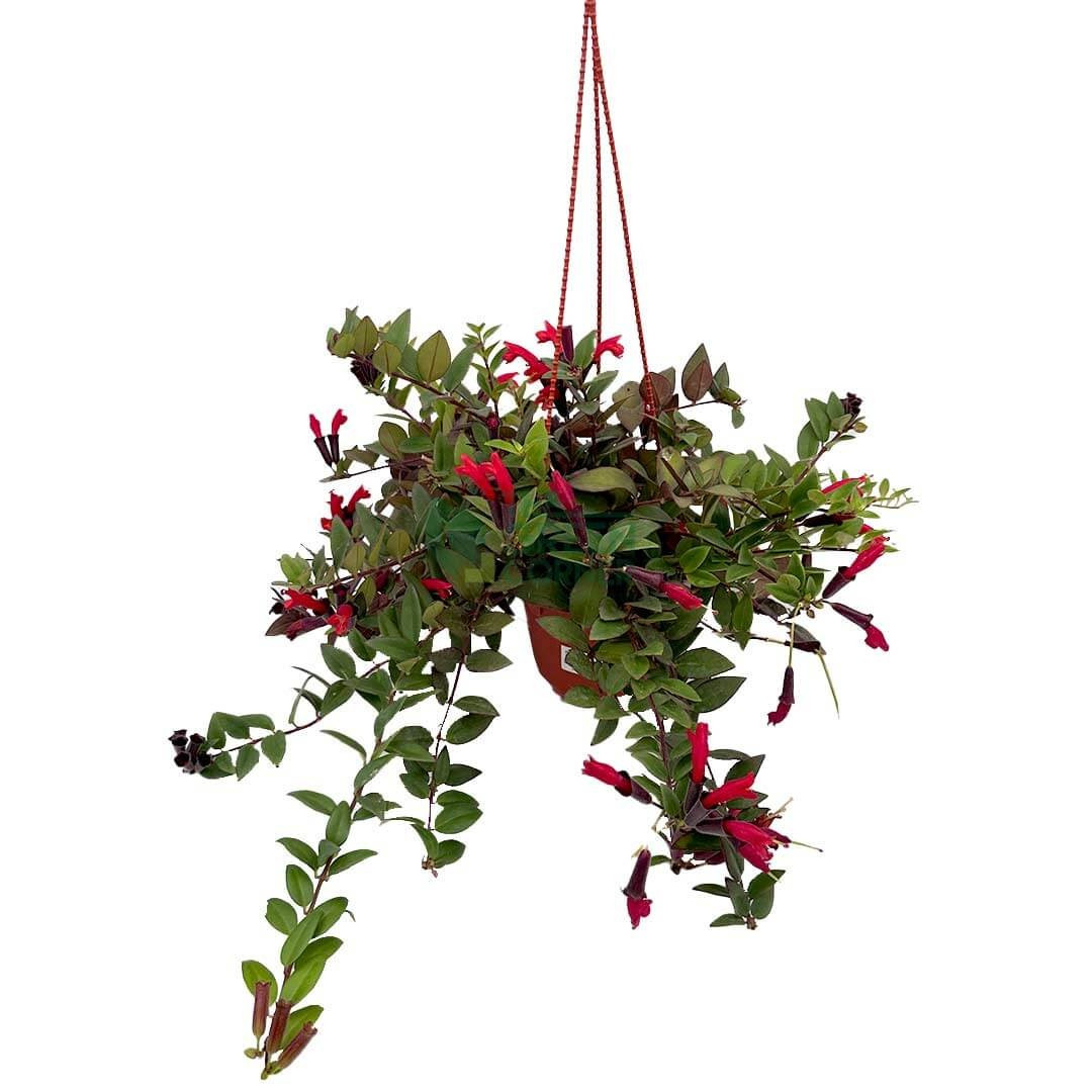 Bên cạnh giá trị thẩm mỹ, sắc đỏ của hoa son môi còn được nhiều người xem là biểu tượng của may mắn và thịnh vượng theo quan niệm văn hóa Á Đông. Vì vậy, không ít cửa hàng, văn phòng hoặc quán cà phê lựa chọn treo loại cây này gần cửa ra vào hay khu vực quầy thu ngân để tạo cảm giác tươi mới và thu hút năng lượng tích cực. Ảnh Internet