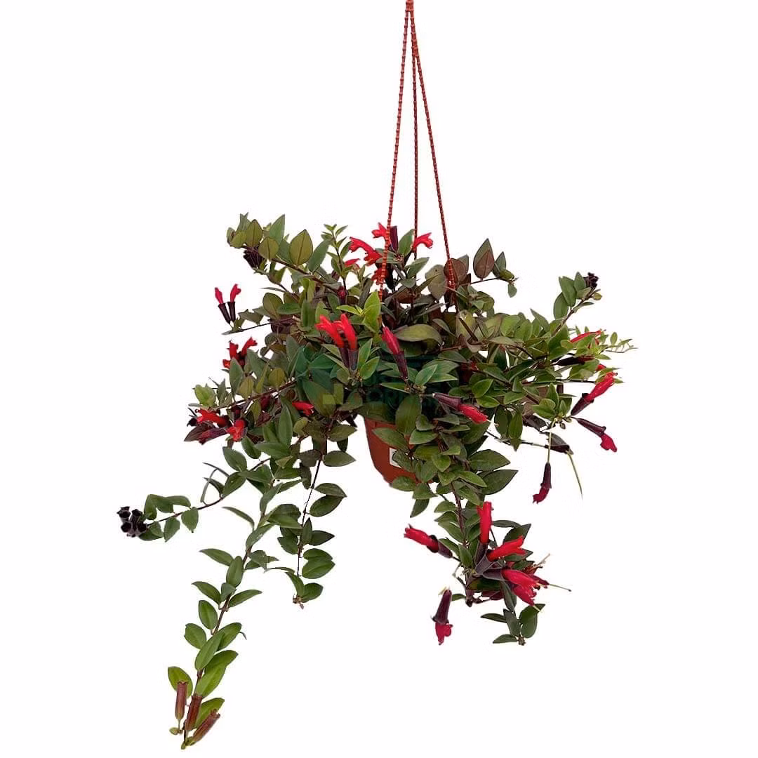 Bên cạnh giá trị thẩm mỹ, sắc đỏ của hoa son môi còn được nhiều người xem là biểu tượng của may mắn và thịnh vượng theo quan niệm văn hóa Á Đông. Vì vậy, không ít cửa hàng, văn phòng hoặc quán cà phê lựa chọn treo loại cây này gần cửa ra vào hay khu vực quầy thu ngân để tạo cảm giác tươi mới và thu hút năng lượng tích cực. Ảnh Internet