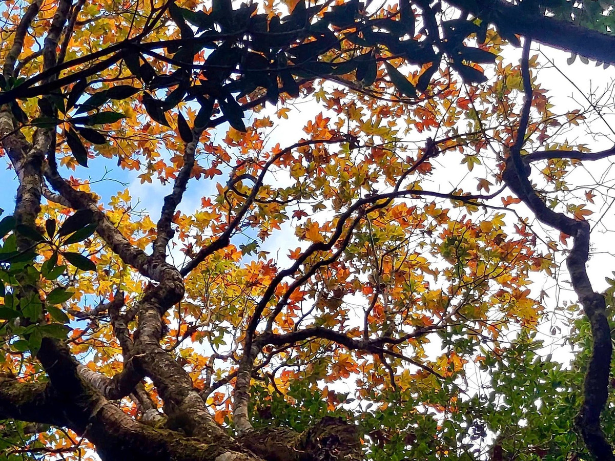 A 2419 méteres tengerszint feletti magasságával a Tay Con Linh nem olyan magas, mint a Fansipan, de az itteni kihívások és tájak sokakat lenyűgöznek.