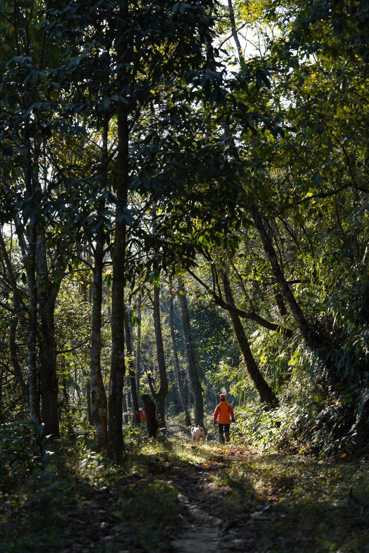 A Tay Con Linh túraútvonal körülbelül 30 km hosszú, ösvényeken, ősi erdőkön és számos meredek sziklán halad keresztül. Azok számára, akik először próbálják ki, ez az út nem könnyű, de a jutalom az a pillanat, amikor a hegy tetején állhatunk, nézhetjük a gomolygó felhőket, és élvezhetjük a természet uralásának érzését.