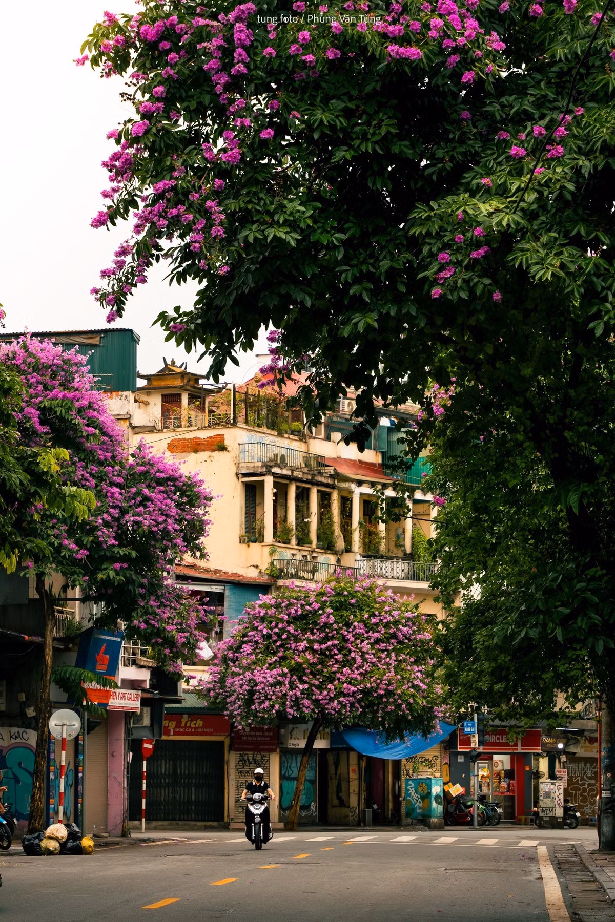 Những chùm hoa tím mỏng manh kết thành từng khóm lớn, đung đưa theo gió, tạo nên khung cảnh vừa lãng mạn, vừa trong trẻo, khiến người đi đường dễ dàng chậm lại vài nhịp. Ảnh Phùng Văn Tùng