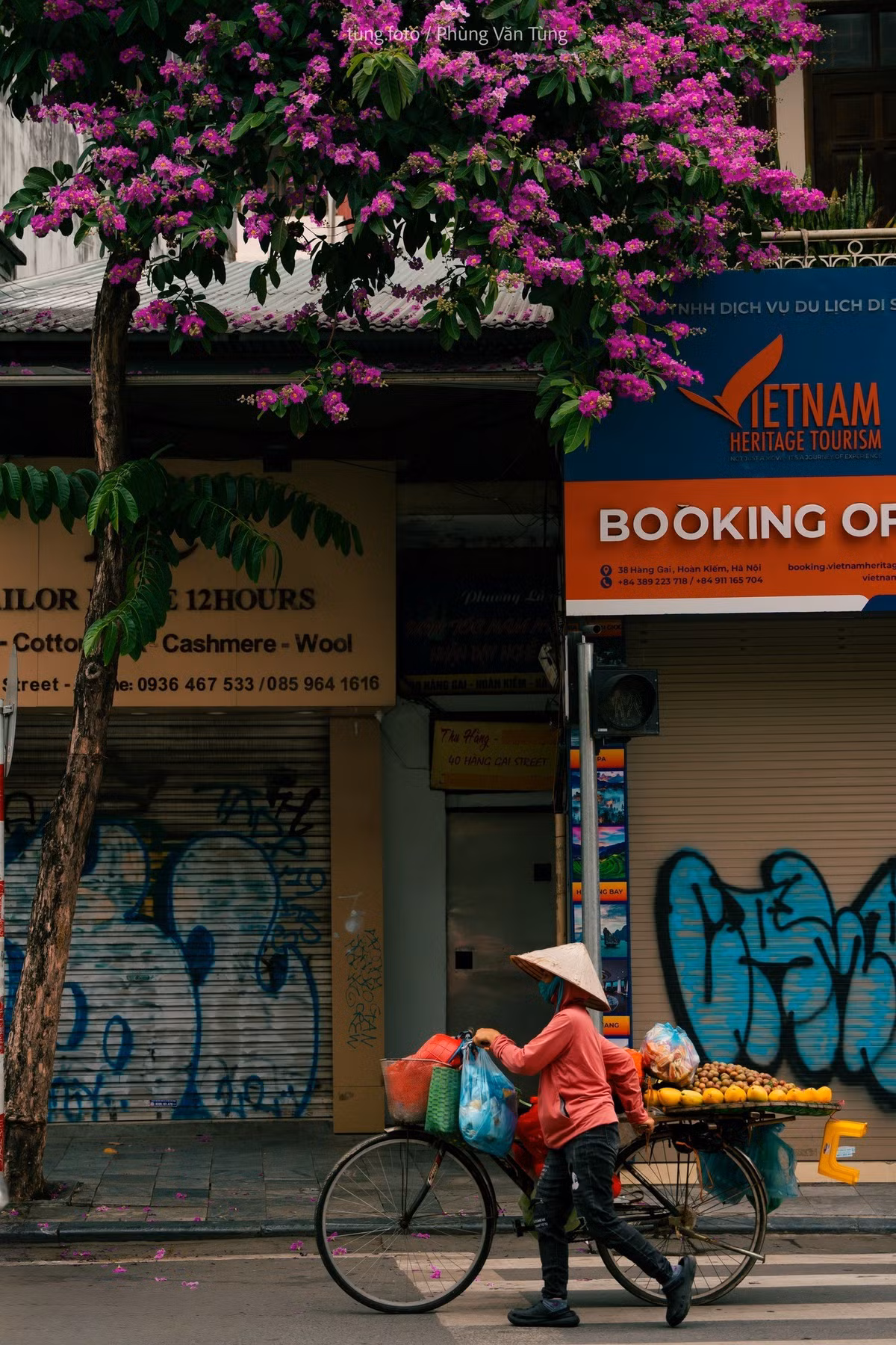 Hoa bằng lăng thường nở vào cuối tháng 5 và kéo dài đến giữa hoặc cuối tháng 6, tuỳ vào thời tiết từng năm. Hoa bằng lăng đến nhanh nhưng cũng chóng tàn, chỉ sau vài cơn mưa mùa hạ những cánh hoa đã nhạt màu rồi rụng dần. Ảnh Phùng Văn Tùng